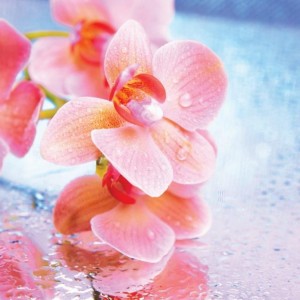 Коллекция Хлоя Belleza